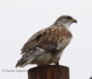 0J6A4881Ferruginous_Hawk