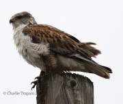 0J6A4945Ferruginous_Hawk