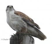 0J6A5008Ferruginous_Hawk