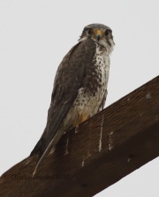 0J6A5054Wet_Prairie_Falcon