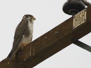 0J6A5058Wet_Prairie_Falcon