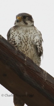 0J6A5061Wet_Prairie_Falcon