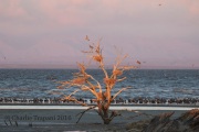 0J6A5067Salton_Sea