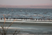 0J6A5070Salton_Sea