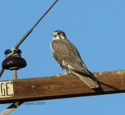 0J6A5095Prairie_Falcon