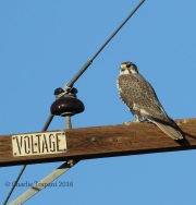 0J6A5098Prairie_Falcon