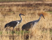 0J6A5101Sandhill_Cranes