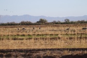 0J6A5104Sandhill_Cranes_Salton_Sea