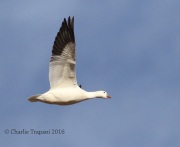 0J6A5115Ross's_Goose
