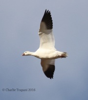 0J6A5123Ross's_Goose