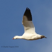 0J6A5130Ross's_Goose