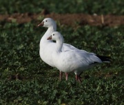 0J6A5138Ross's_Goose
