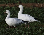 0J6A5140Ross's_Goose