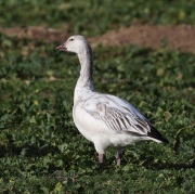 0J6A5149Snow_Goose