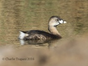 0J6A5168Pied-billed_Grebe