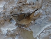 0J6A5193Marsh_Wren
