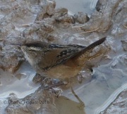 0J6A5194Marsh_Wren