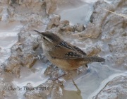 0J6A5195Marsh_Wren