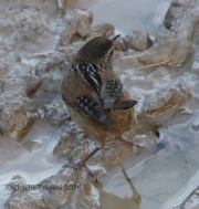 0J6A5196Marsh_Wren