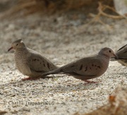 0J6A5319Common_Ground_Doves
