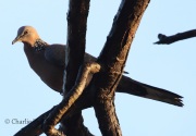 0J6A5380Spotted_Dove