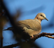 0J6A5408Spotted_Dove