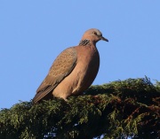 0J6A5434Spotted_Dove