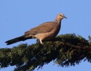 0J6A5481Spotted_Dove