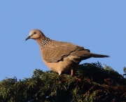 0J6A5514Spotted_Dove