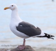 0J6A5535Western_Gull