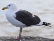 0J6A5544Western_Gull