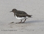 0J6A5545Black_Turnstone