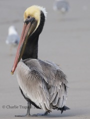 0J6A5556Brown_Pelican