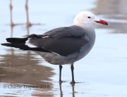 0J6A5561Heermann's_Gull