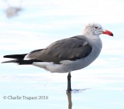 0J6A5563Heermann's_Gull
