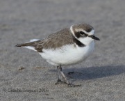 0J6A5594Snowy_Plover