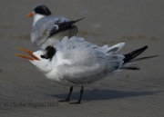 0J6A5612Royal_Tern
