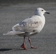 0J6A5644Glaucous-Winged_Gull