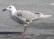 0J6A5674Glaucous-Winged_Gull