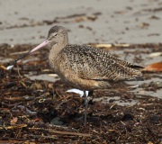 0J6A5678Marbled_Godwit