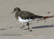 0J6A5684Black_Turnstone