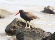 0J6A5689Black_Oystercatcher