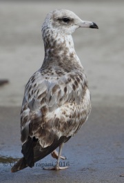 0J6A5705California_Gull