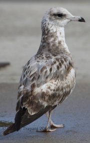 0J6A5706California_Gull
