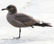 0J6A5712Heermann's_Gull