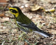 0J6A5725Townsend's_Warbler