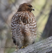 0J6A5751Red-Shouldered_Hawk