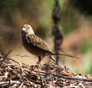 0J6A5757Golden-Crowned_Sparrow