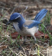 0J6A5772Western_Scrub_Jay