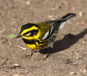 0J6A5779Townsend's_Warbler